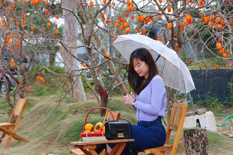 Numerous people descend upon “Moc Chau persimmon orchard” in Hanoi