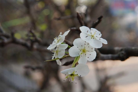 Hanoians decorate stunning wild pear flowers after Tet
