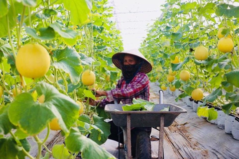 Hanoi launches action program for collective economy