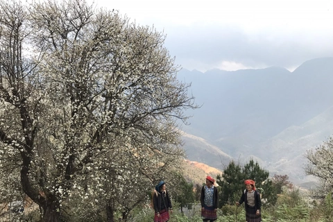 Docynia Indica blossoms brighten Vietnam’s northwest region 