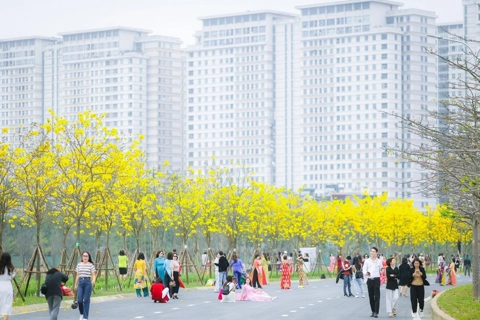 Hanoi coated with charming vibrancy of brilliant yellow flowers