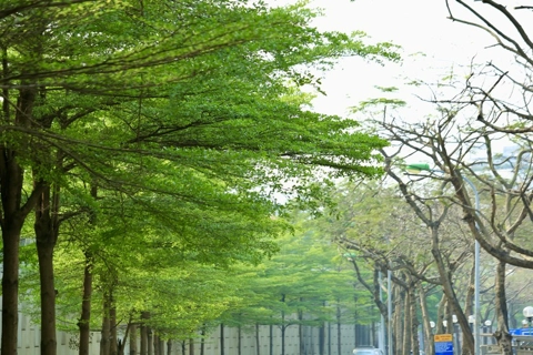 Bucida molinetii with small green leaves, amazingly photogenic corners in Hanoi