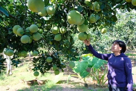 Hanoi strives to become key pomelo-growing area