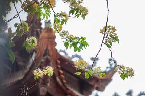 Distinctive, vibrant Bun blossom adorns Hanoi