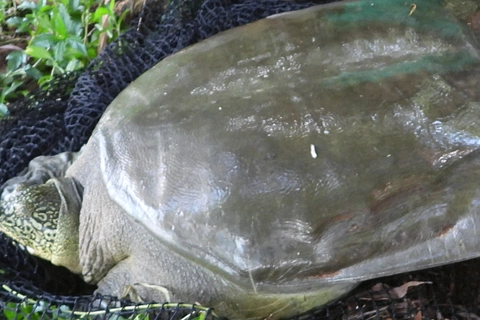 Hoan Kiem giant turtle in Dong Mo Lake dies