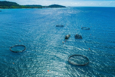 Norway strengthens support to Vietnam's sustainable marine aquaculture
