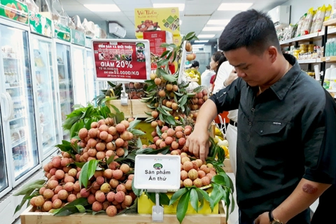 Hanoi's distributors to sell 300 tons of Hai Duong lychees