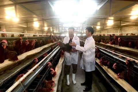 Hanoi boosts organic livestock farming for sustainable development