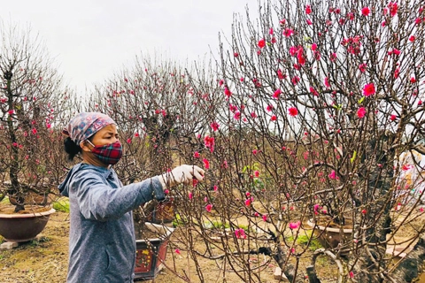 Peach blossom farming lifts Van Tao Commune out of poverty