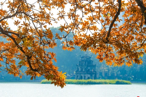 Exploring heritage trees around Hoan Kiem Lake