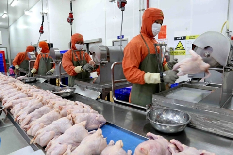Hanoi promotes efficiency in industrial slaughterhouse operations