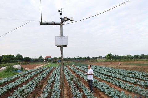 Sustainable agricultural transformation flourishes on Hanoi's outskirts