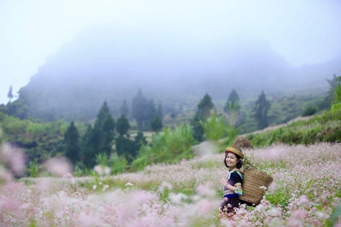 Buckwheat flowers attract visitors to Ha Giang