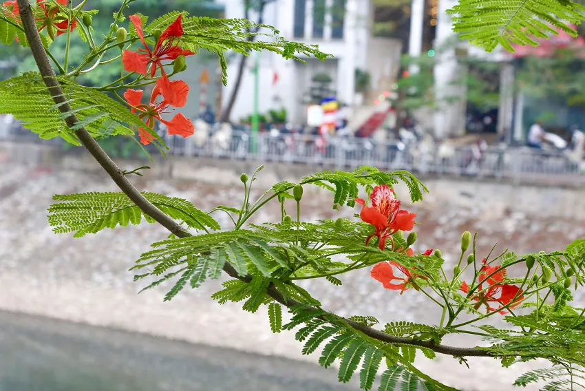 Hanoi charms as city of red phoenix blossom