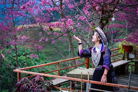 Wild peach blossoms welcome Spring in Mu Cang Chai