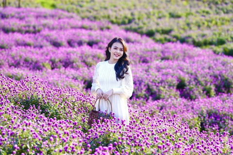 Dreamy garden of Amaratoide flower attracts numerous Hanoians