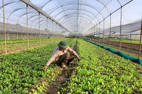 Hanoi's agricultural sector aims for 3% growth in 2024