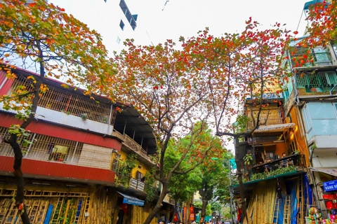 Hanoi in almond tree leaves change