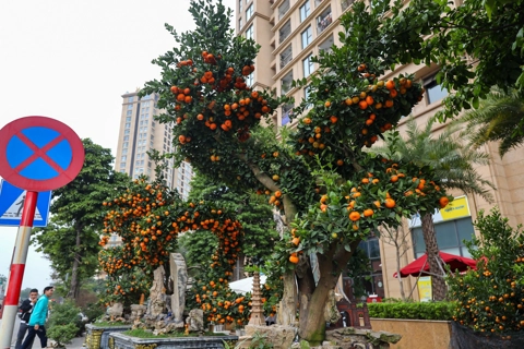 Giant dragon-shaped kumquat bonsais amaze passers-by in Hanoi 