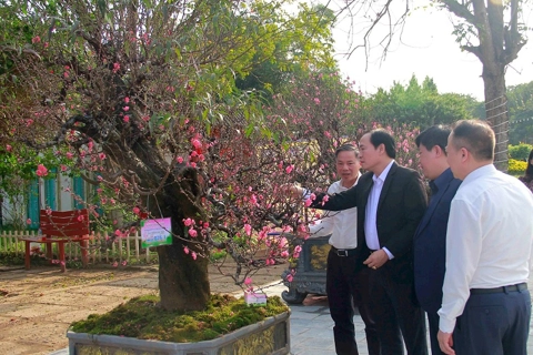 Hanoi hosts first Tet peach blossom contest