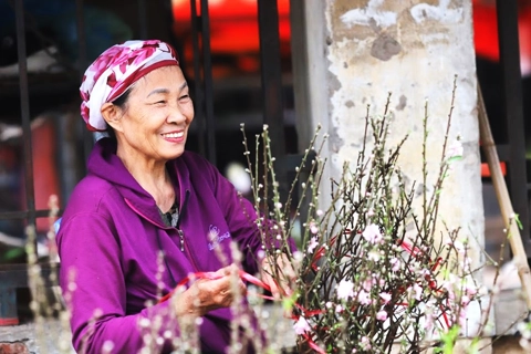 Nhat Tan apricot blossom shows off its Tet colors