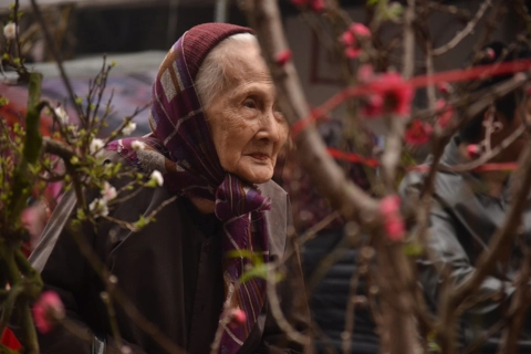 Hang Luoc traditional floral market ready for Tet