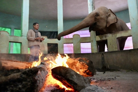 Hanoi Zoo turns up the heat to keep animals warm in  bitter cold