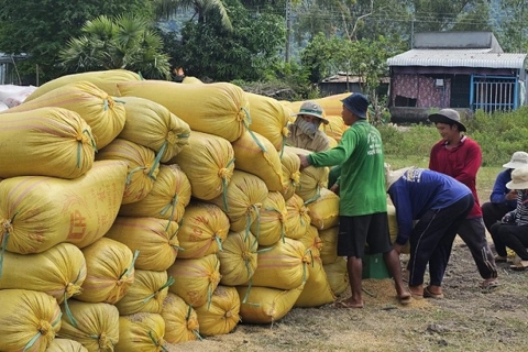 Vietnam to grow one million hectares of low-carbon rice 