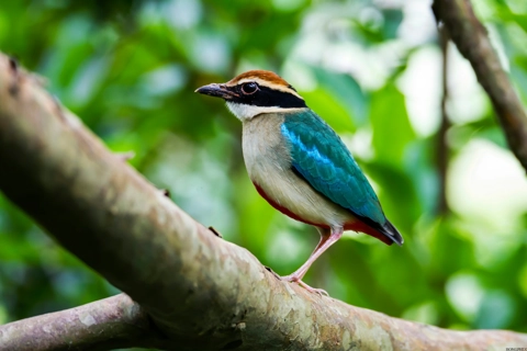 Hanoi to turn alluvial islet on Red River into bird sanctuary