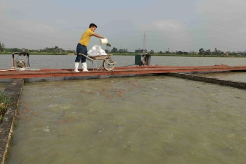 Hanoi boosts sustainable aquaculture with high-tech farming