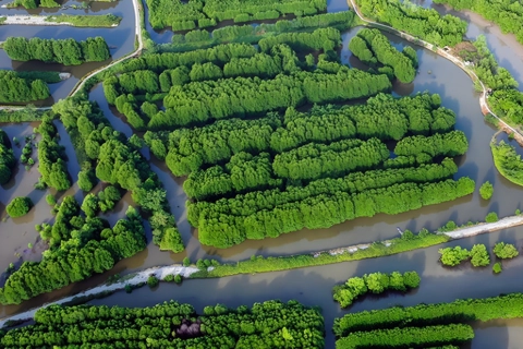 Vietnam receives US$51.5 million from World Bank for forest emission reduction