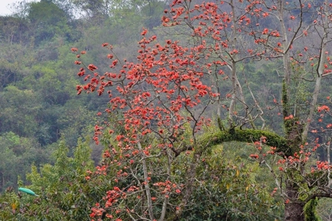 Thay Pagoda's poetic beauty in Bombax Ceiba Blossom season