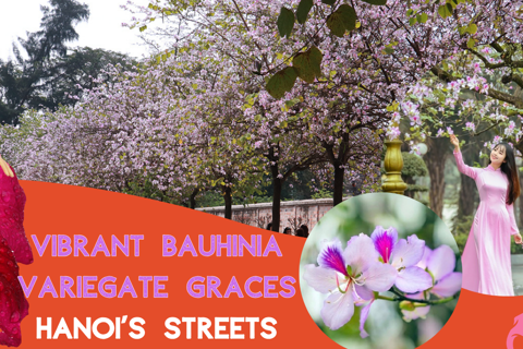 Vibrant Bauhinia variegate graces Hanoi’s streets 