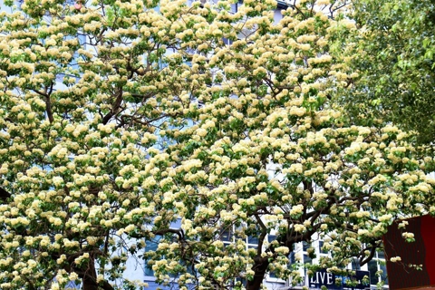 The 300-year-old tree in Hanoi flowers brightly with pleasant scent