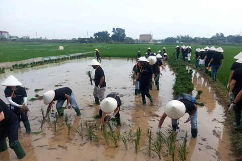Day-as-a-farmer tour in Duong Lam attracts visitors