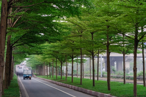 Bucida molinetii greening Hanoi's corners