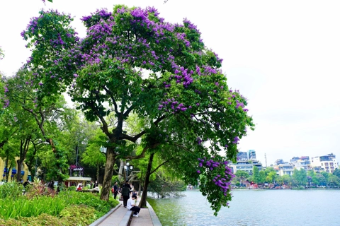 Purple Lagerstroemia flowers grace Hanoi streets