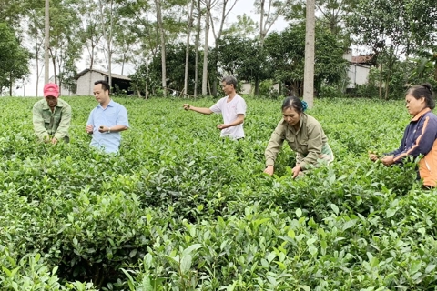 Hanoi's thriving tea industry faces challenges in boosting exports