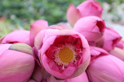 Hanoi restores West Lake lotus ponds ahead of first major Lotus Festival