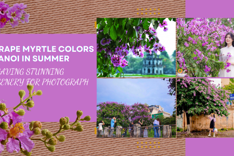 Crape myrtle colors Hanoi in summer, leaving stunning scenery for photograph