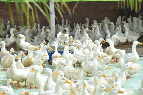 Vietnam builds capacities to address climate change-induced health threats