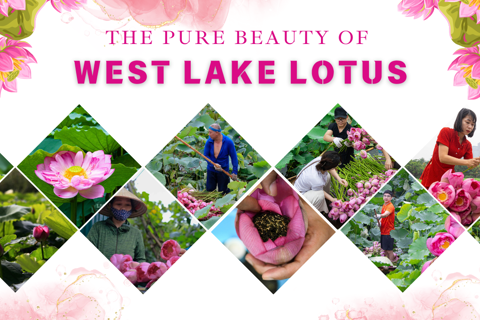 The pure beauty of West Lake lotus