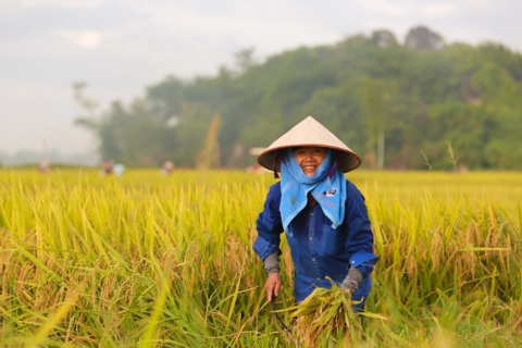 Vietnam news in brief - July 16