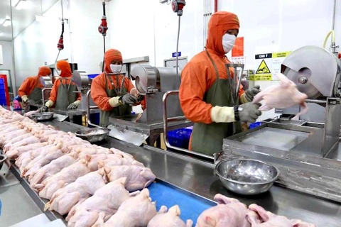 Hanoi's deep processing transformation: Raising agricultural quality and safety