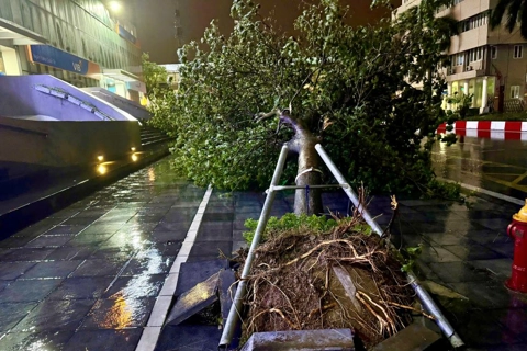 Hanoi aims to clear fallen trees by September 12