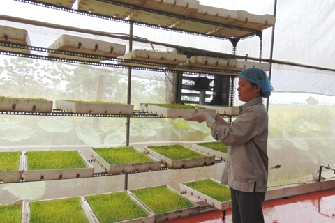 Hanoi to expand agricultural cooperatives for sustainable growth by 2030