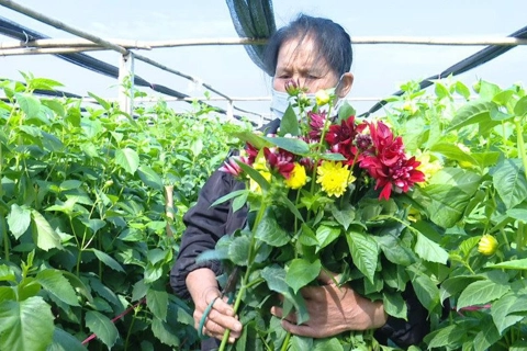 High-tech flower farming transforms Hanoi's agricultural landscape
