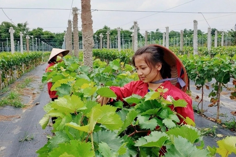 Hanoi promotes eco-friendly agricultural models