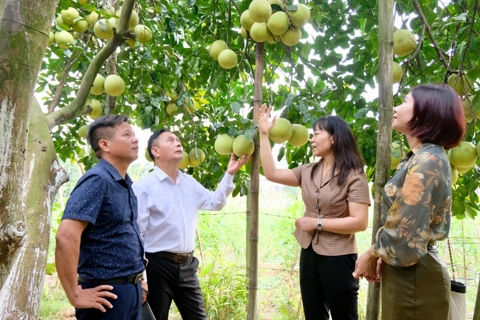 Hanoi urged to develop urban agriculture and tourism models in 2025