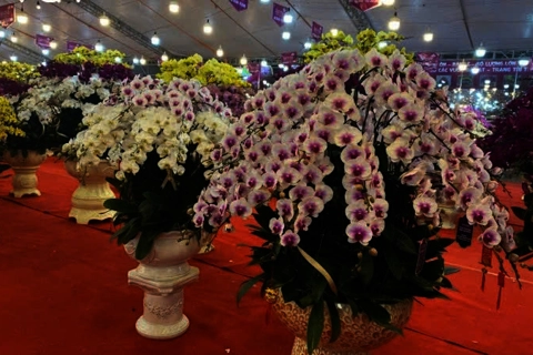 Hanoi: Flowers and ornamental plants flaunt on the eve of Tet